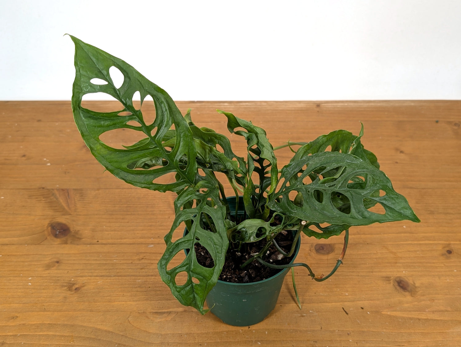 Monstera Obliqua Peru