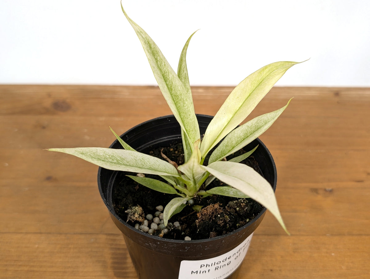 Philodendron Ring of Fire Mint Variegated