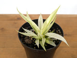 Philodendron Ring of Fire Mint Variegated