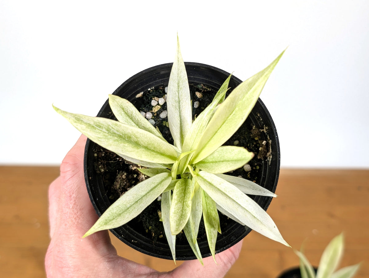 Philodendron Ring of Fire Mint Variegated