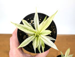Philodendron Ring of Fire Mint Variegated