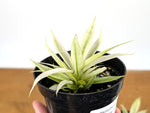 Philodendron Ring of Fire Mint Variegated