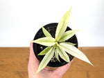 Philodendron Ring of Fire Mint Variegated