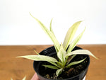 Philodendron Ring of Fire Mint Variegated