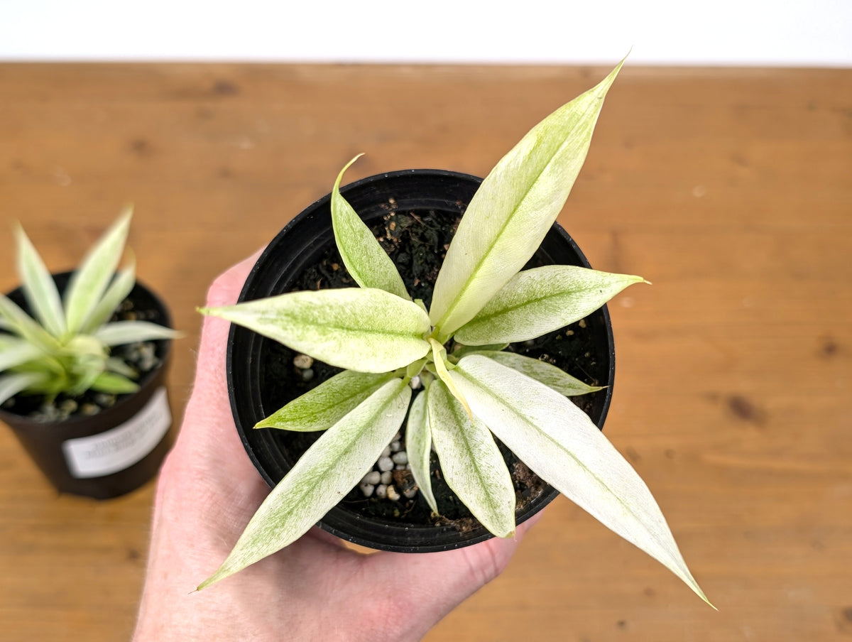 Philodendron Ring of Fire Mint Variegated