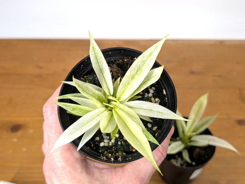 Philodendron Ring of Fire Mint Variegated