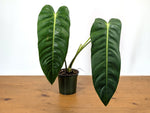 Philodendron Esmeraldense Narrow