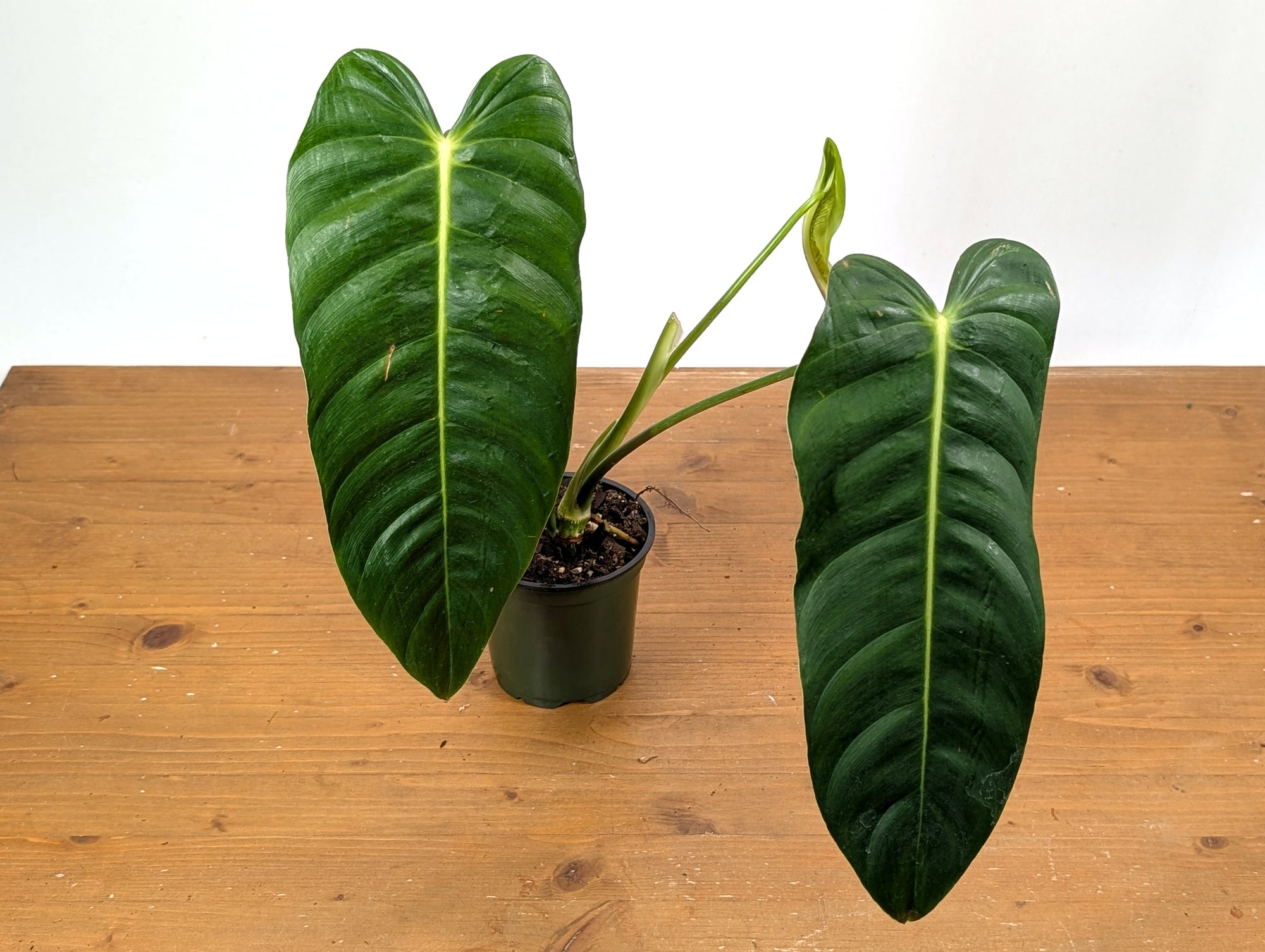 philodendron esmeraldense price Philodendron esmeraldense Narrow Form #1907
