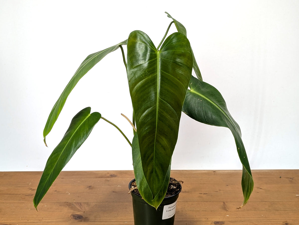 Philodendron Esmeralda Spirit - P. Esmeralda x Spiritus Sancti