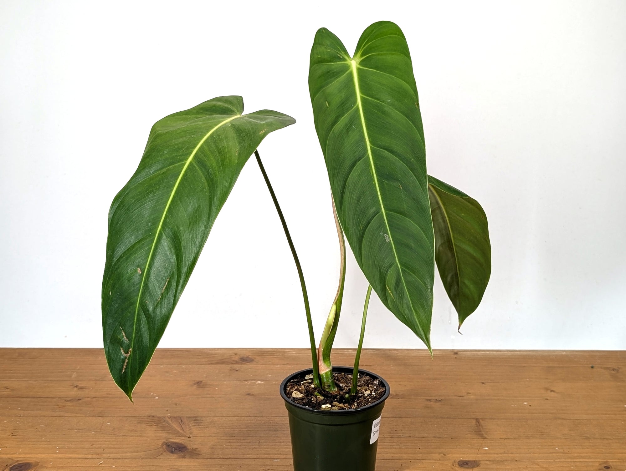 green philodendron Philodendron Green Sky – Plantamani Plants