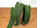 Philodendron Amazon Spirit