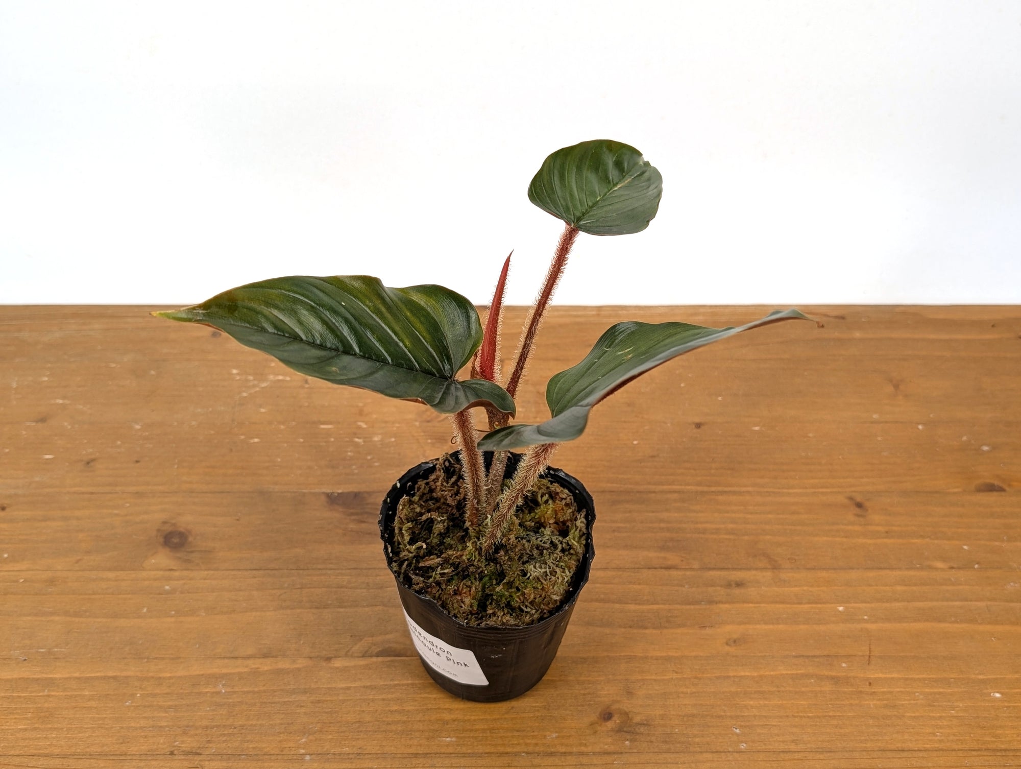 philodendron squamicaule for sale Philodendron Squamicaule Pink – Plantamani Plants