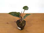 Philodendron Squamicaule Pink