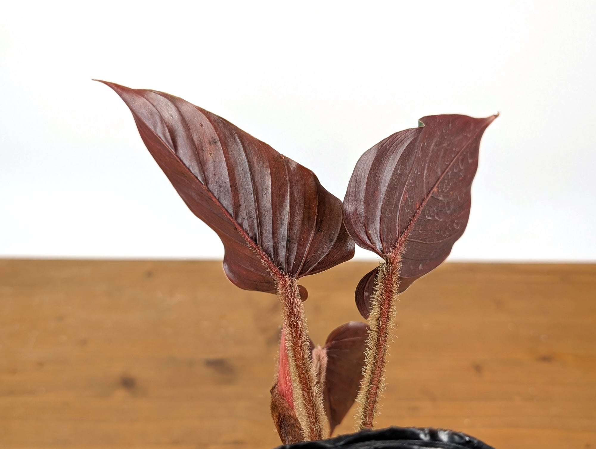 philodendron squamicaule dark Philodendron Squamicaule Pink – Plantamani Plants