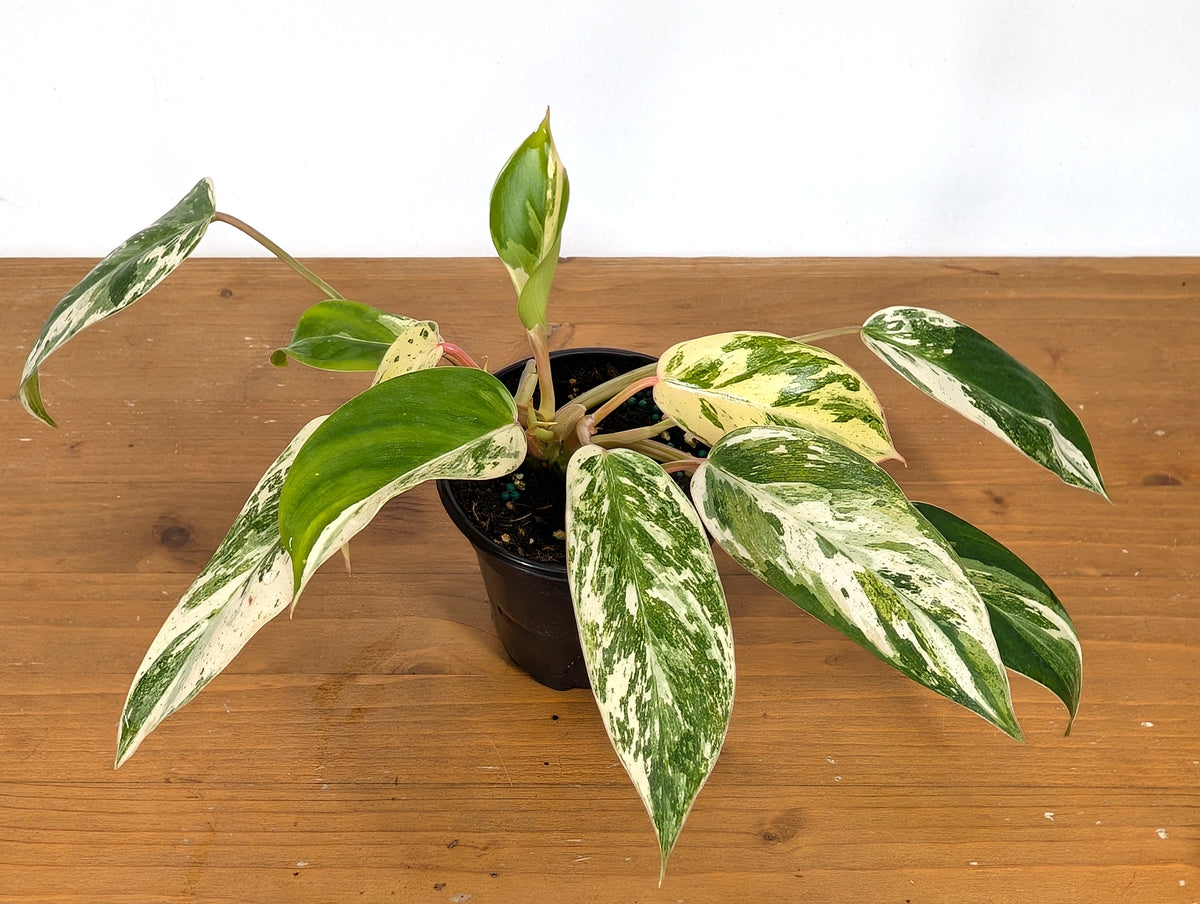 Philodendron Emerald King
