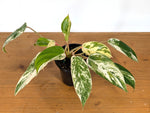 Philodendron Emerald King