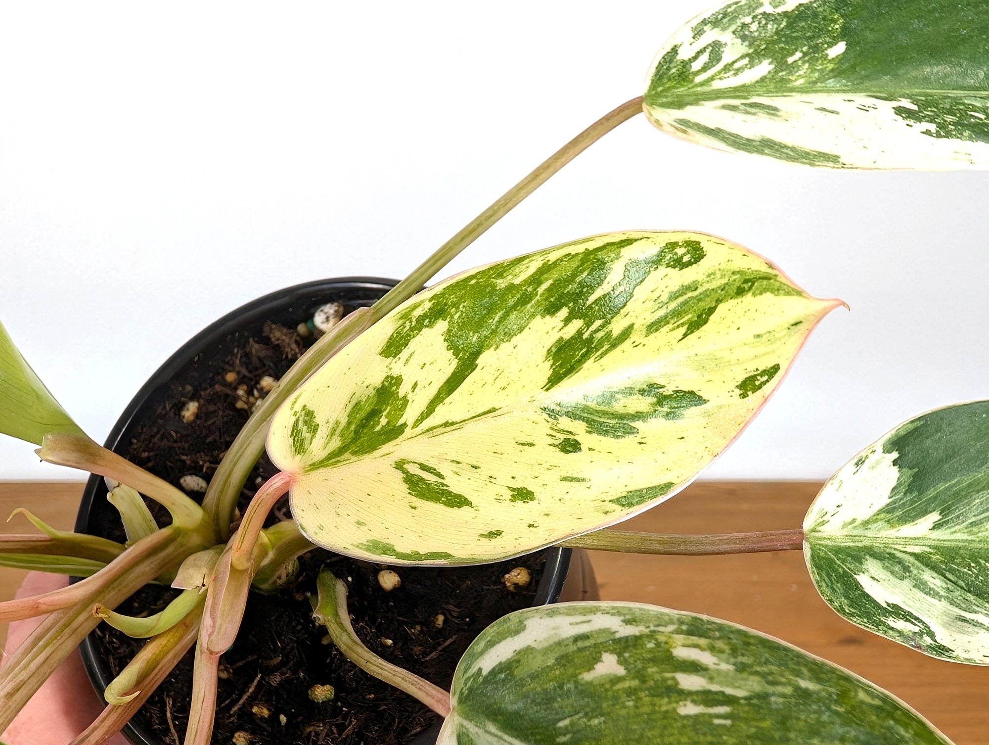 philodendron green king Philodendron Emerald King