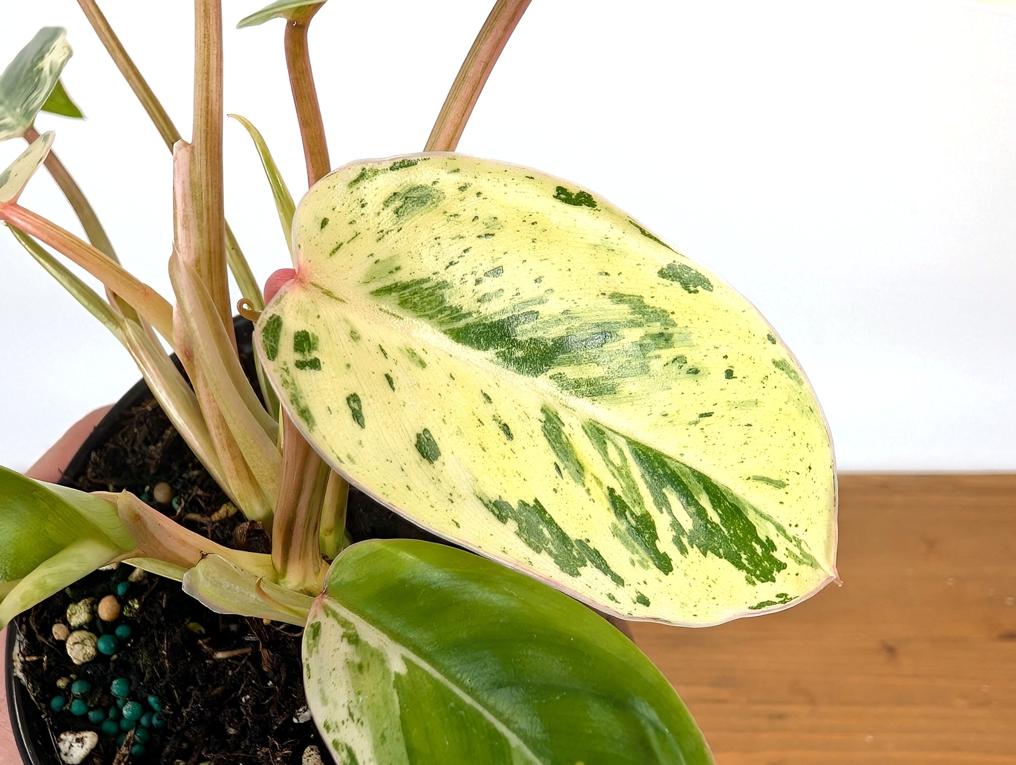 king philodendron Philodendron Emerald King