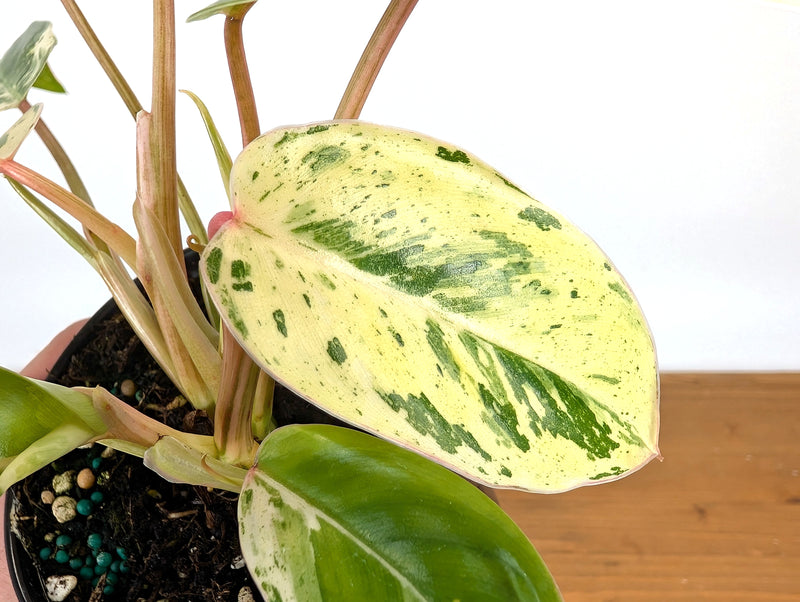 Philodendron Emerald King