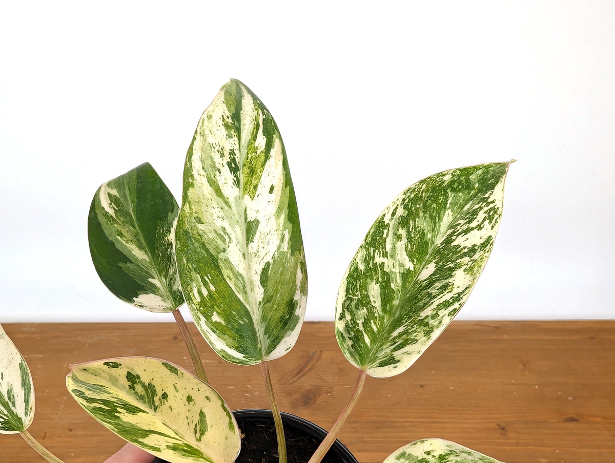 Philodendron Emerald King