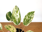 Philodendron Emerald King