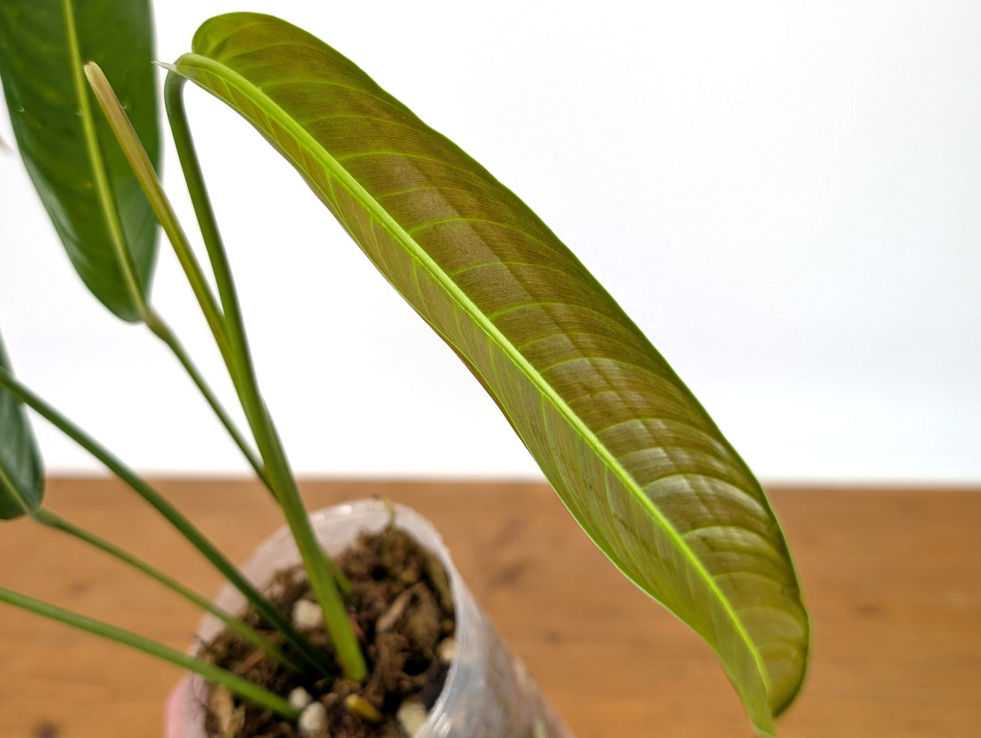 Philodendron Heterocraspedon