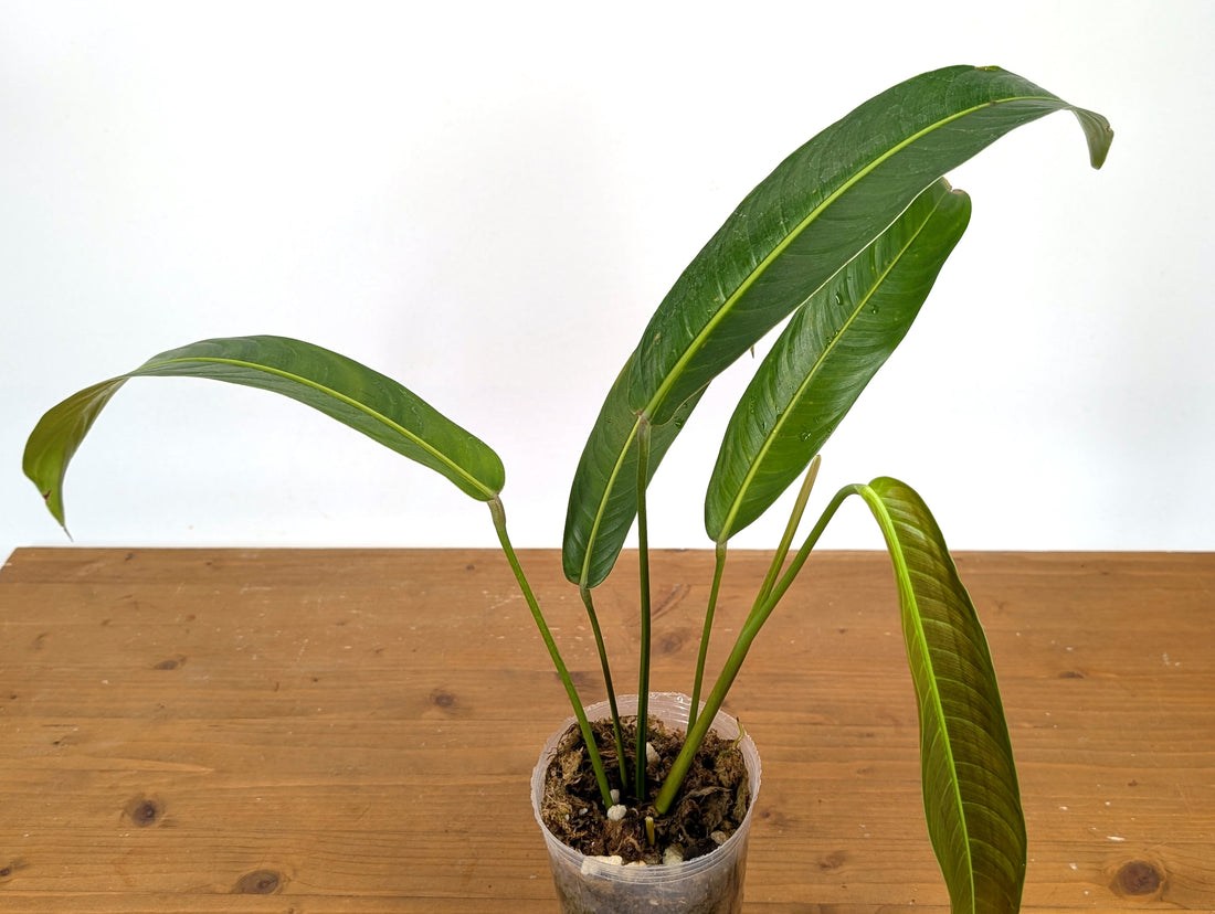 Philodendron Heterocraspedon