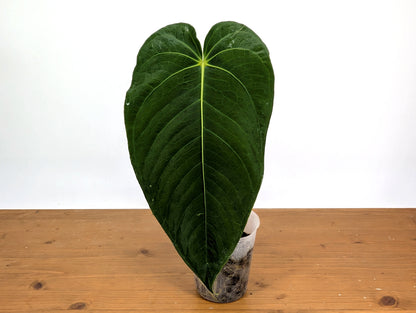 Anthurium Waterburyanum
