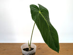 Anthurium Waterburyanum