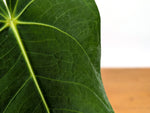 Anthurium Waterburyanum