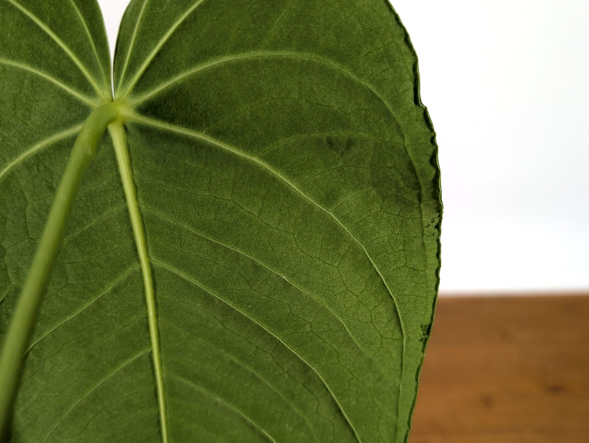 warocqueanum x anthurium waterburyanum Anthurium Waterburyanum