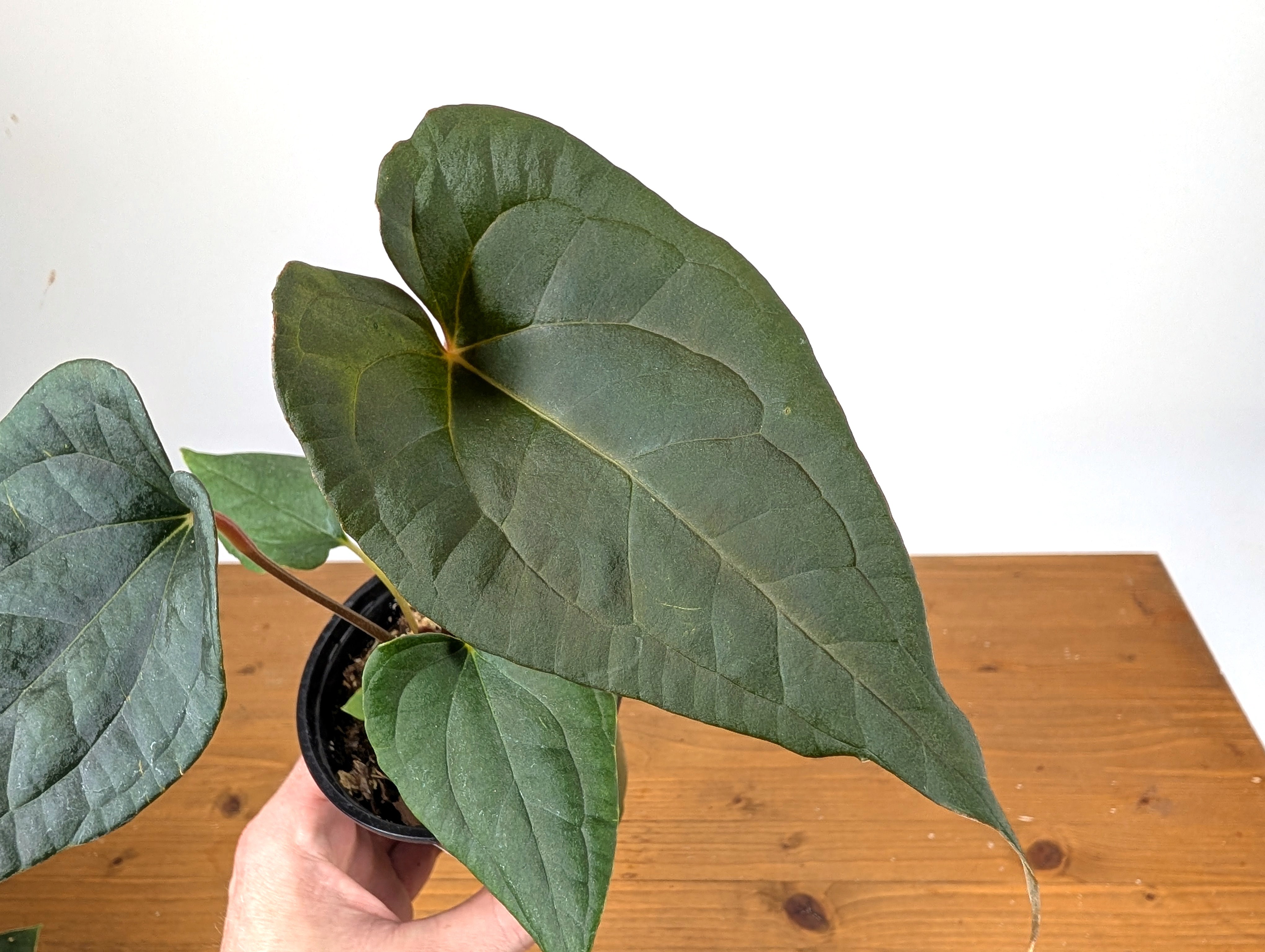 Anthurium Ximeportilla (A. papillilaminum x luxurians