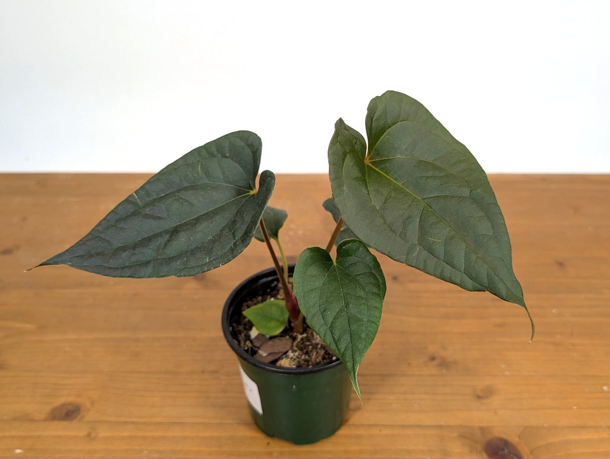 Anthurium Ximeportilla (Papillilaminum x Luxurians)