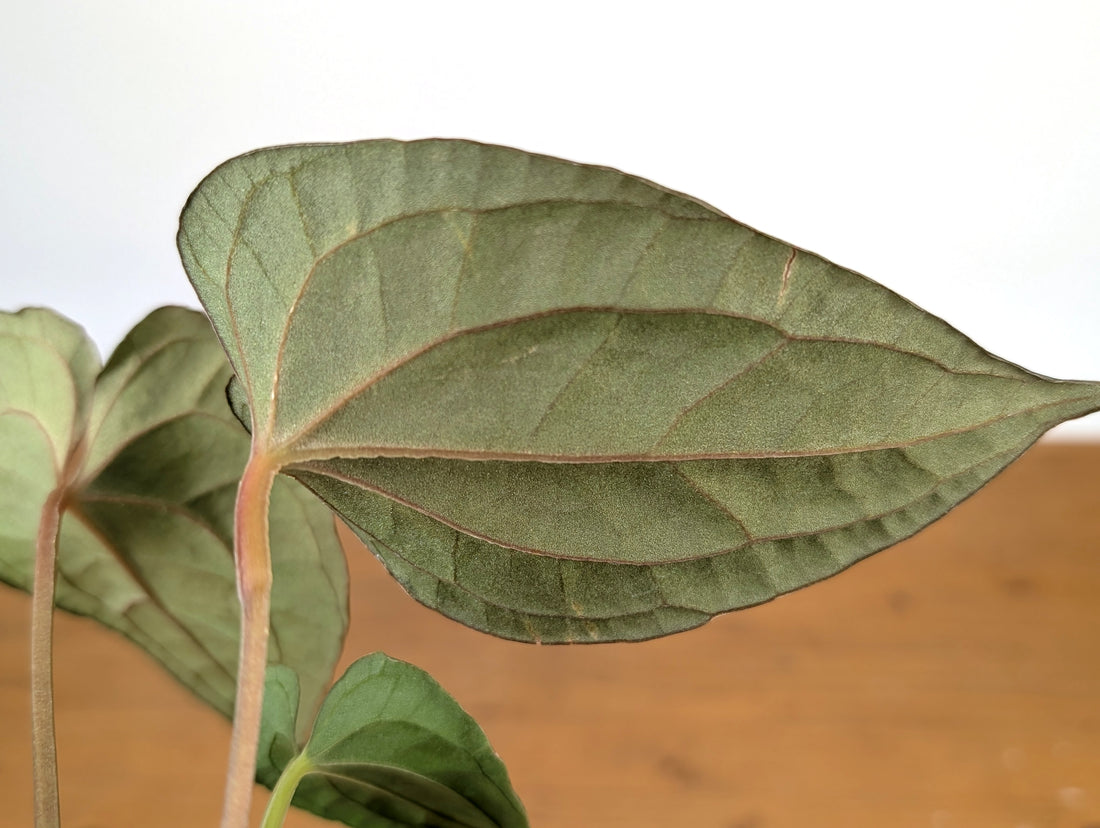 Anthurium Papillilaminum x Luxurians