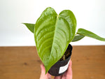 Anthurium Veitchii 'King'