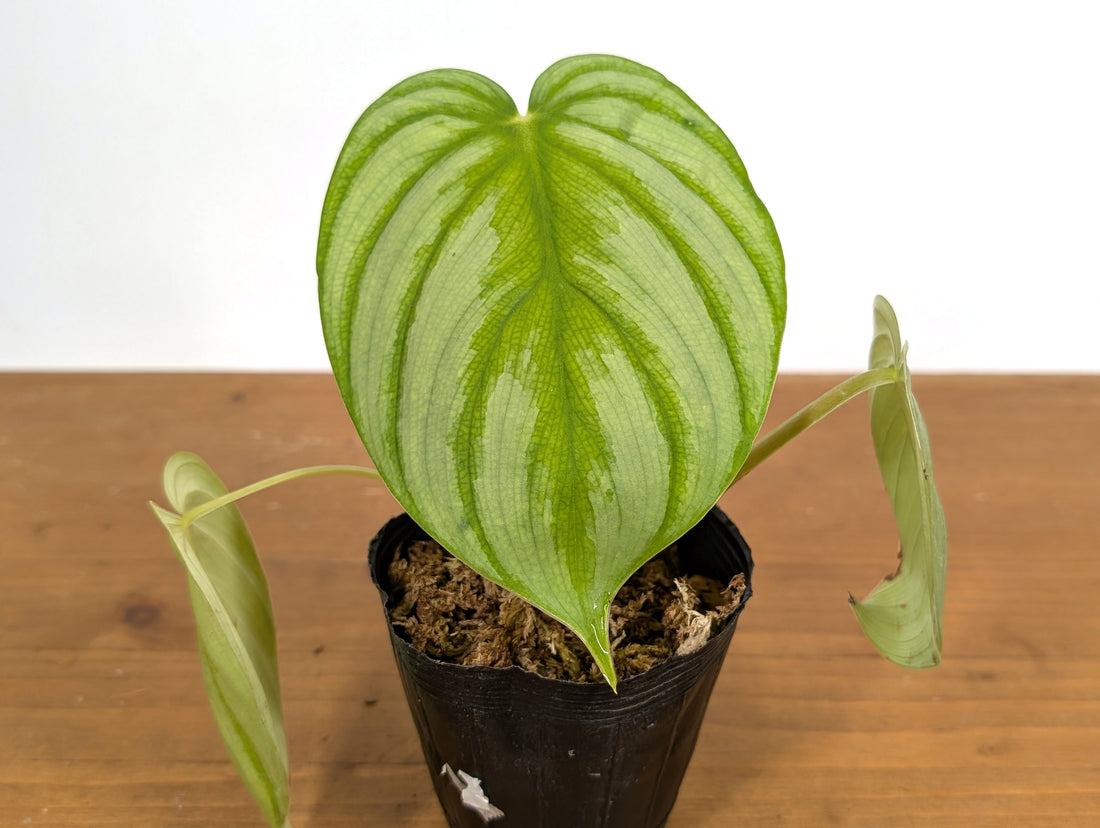Philodendron Plowmanii Citrus