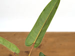 Philodendron sp. 'Felix'