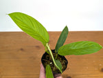 Philodendron Geniculatum