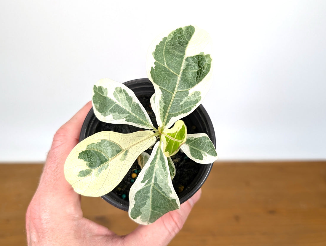 Ficus Lyrata Varieagated Fiddle Leaf Fig