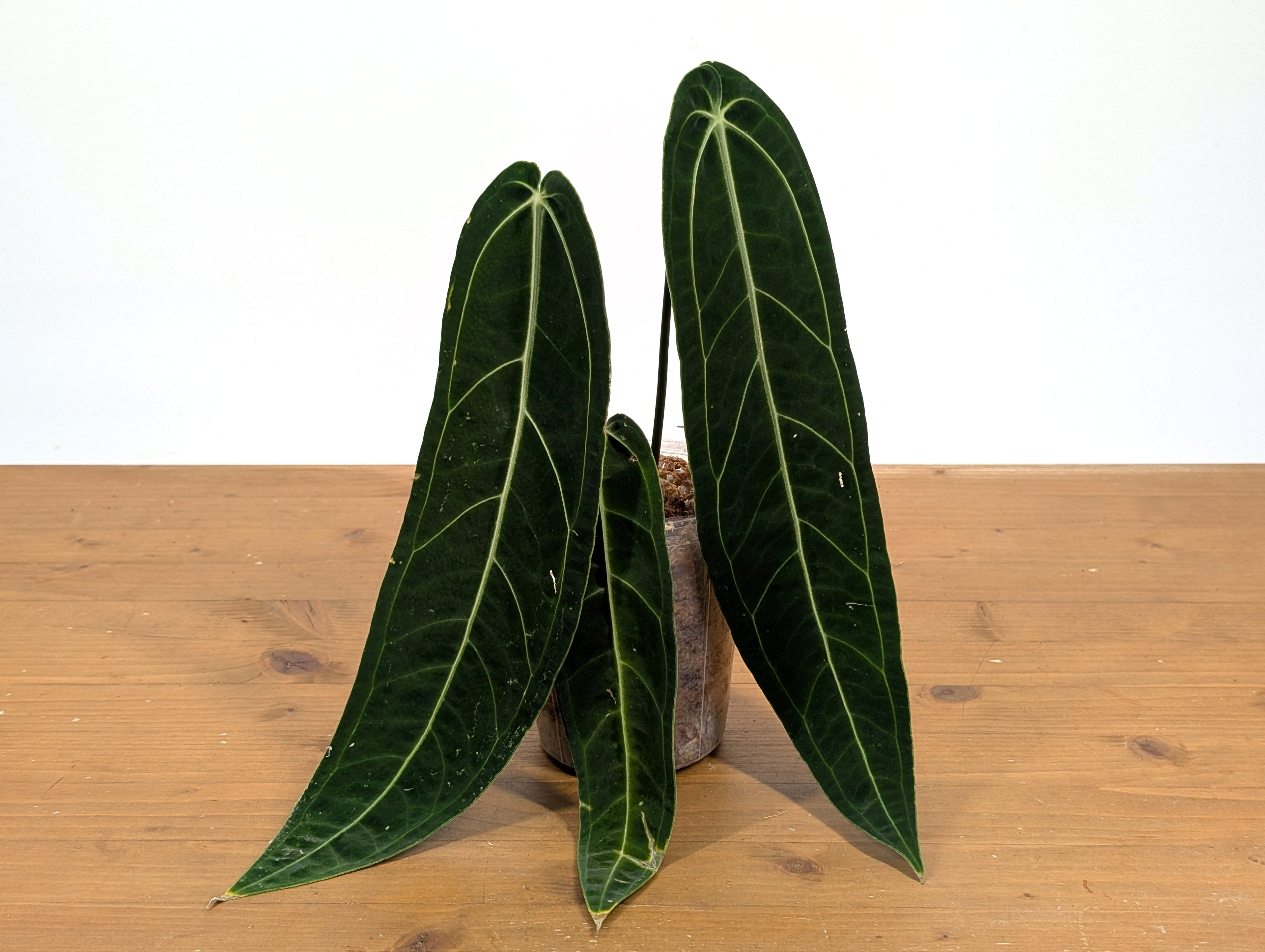 Philodendron Joepii