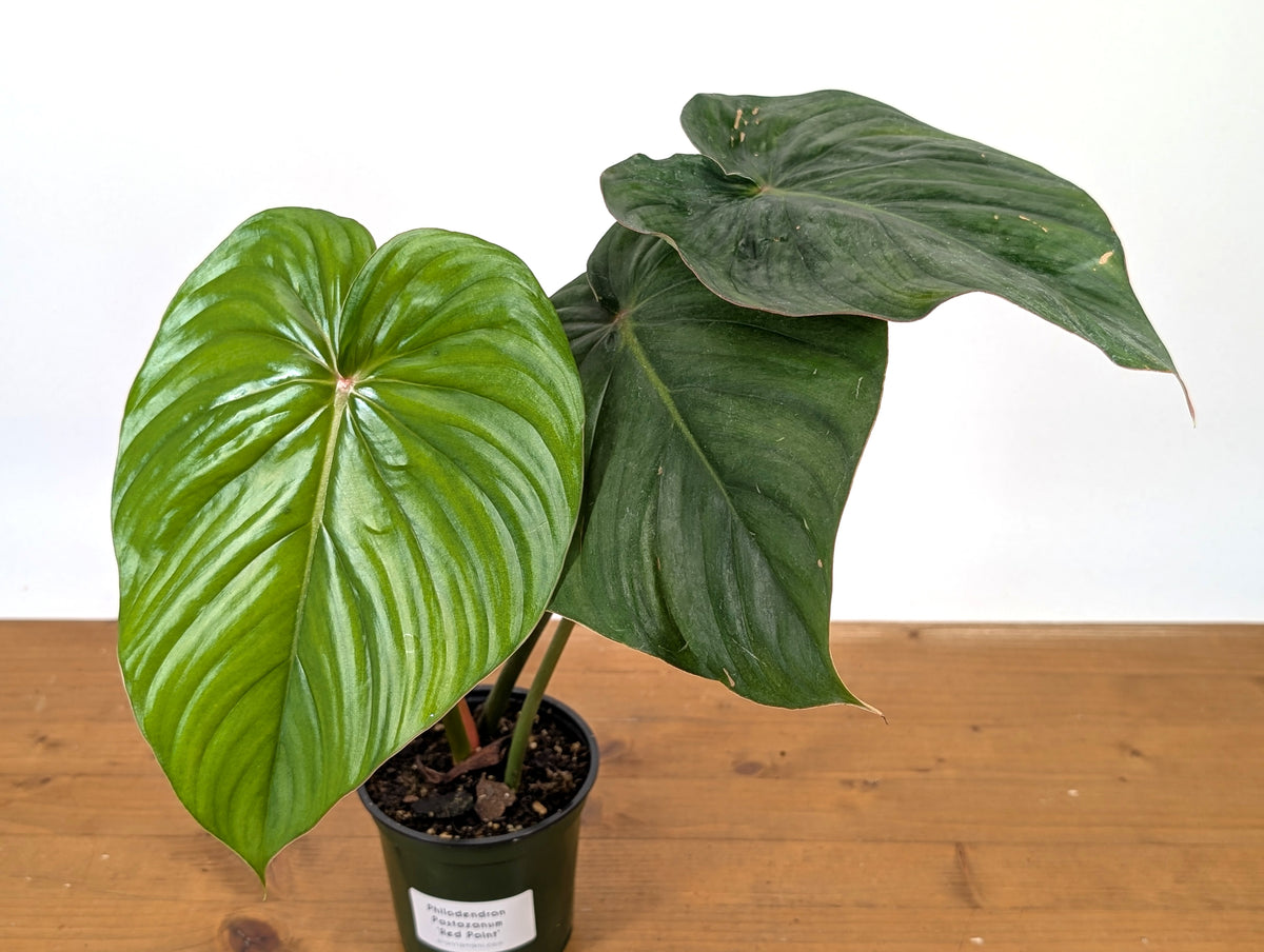Philodendron Pastazanum Red Point