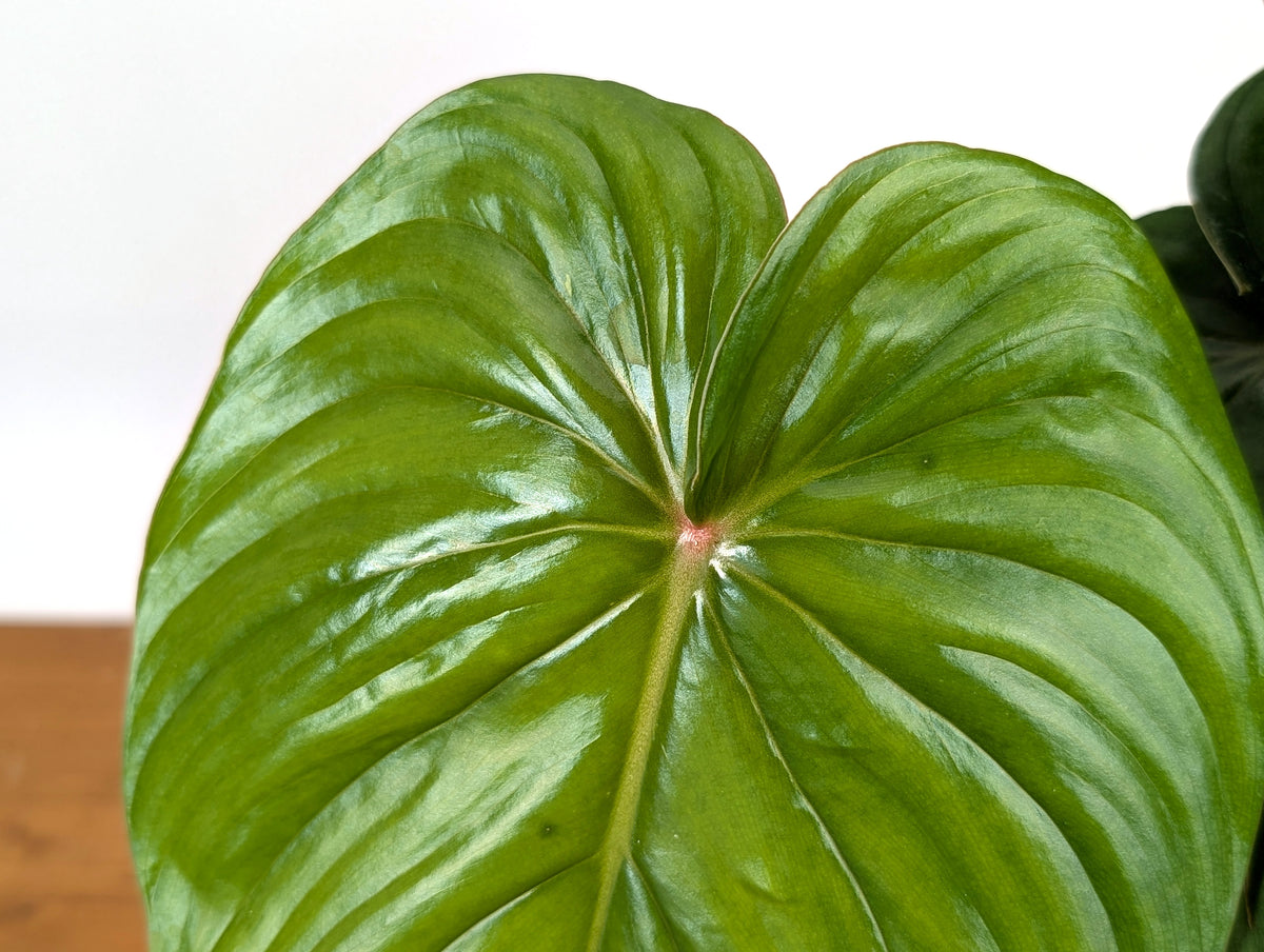 Philodendron Pastazanum Red Point