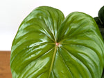 Philodendron Pastazanum Red Point