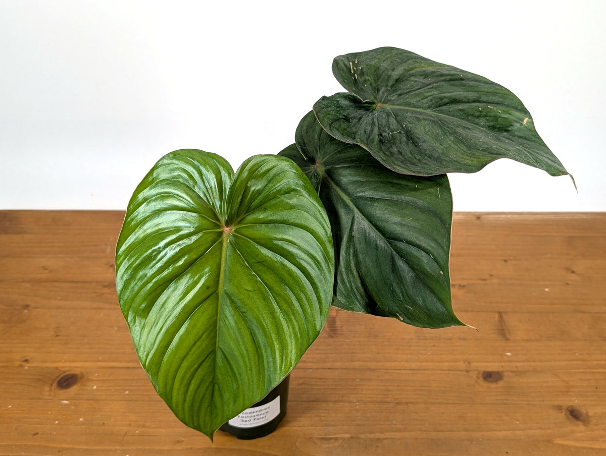 Philodendron Pastazanum Red Point