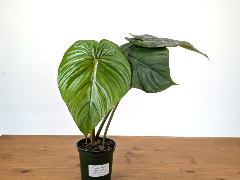 Philodendron Pastazanum Red Point