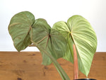 Philodendron Pastazanum Red Point