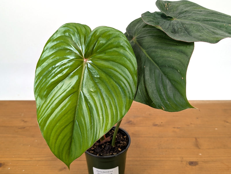 Philodendron Pastazanum Red Point