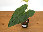 Philodendron Serpens x Verrucosum