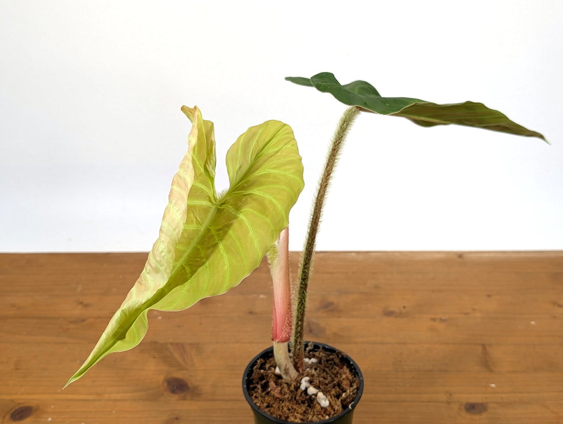 Philodendron Serpens x Verrucosum