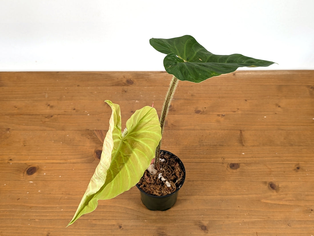 Philodendron Serpens x Verrucosum